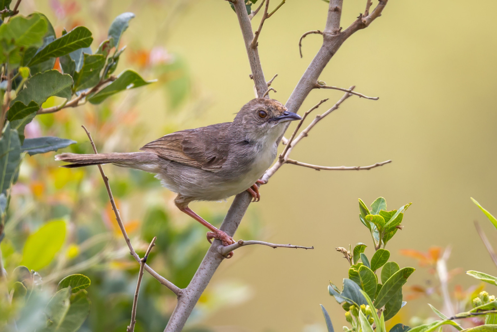 image Trilling Cisticola